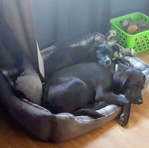 Meet your Posher, Dawn